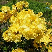 Amazon.co.jp: 八重咲き 信濃 ツツジ 苗 苗木「 レッドダブル 」挿木2