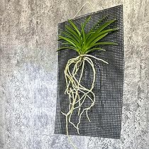Amazon｜観葉植物 小さい 富貴蘭 風蘭 蘭 黄金鳥 おうごんのとり