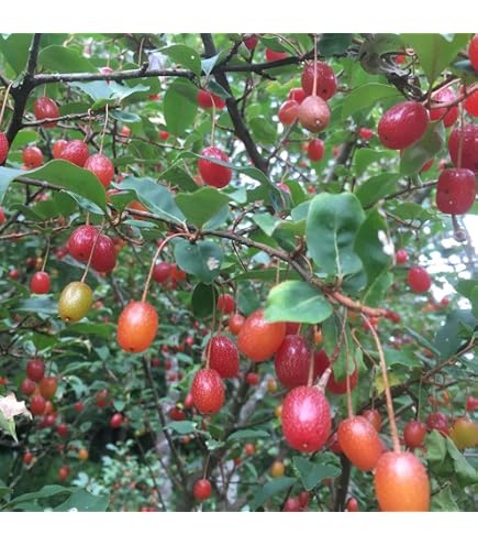 Amazon | 夏グミ （ナツグミ） 《果樹苗》 | 果物
