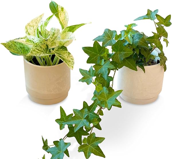Bloomee (ブルーミー) Pothos No. 3 & Ivy No. 3 2-Piece Set Potted Plants Real Mini Indoor Pot (Luck Enhancement Air Purification Feng Shui) Stylish Interior (Gift Present Celebration) Easy to Grow Even for - 1
