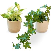 Amazon.co.jp: 花のギフト社 モンステラ 鉢植え もんすてら 観葉 植物