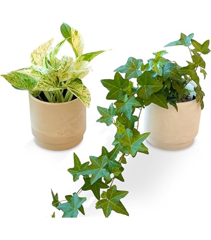 Amazon.co.jp: 観葉植物 ポトス エンジョイ スクエアプラ鉢 3.5寸 1鉢