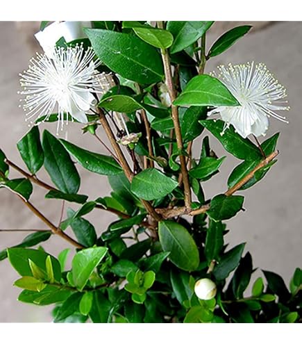 Amazon｜山採り養成。鉢植えソヨゴ。｜観葉植物 オンライン通販
