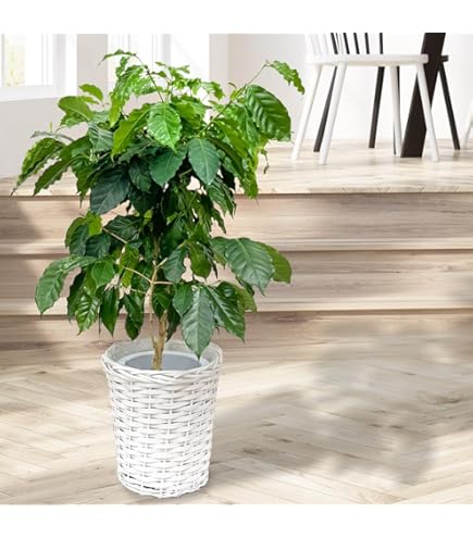 木葉 Amazon | はなみどり 月桂樹 苗木 10.5cmポット 1株 | 植木
