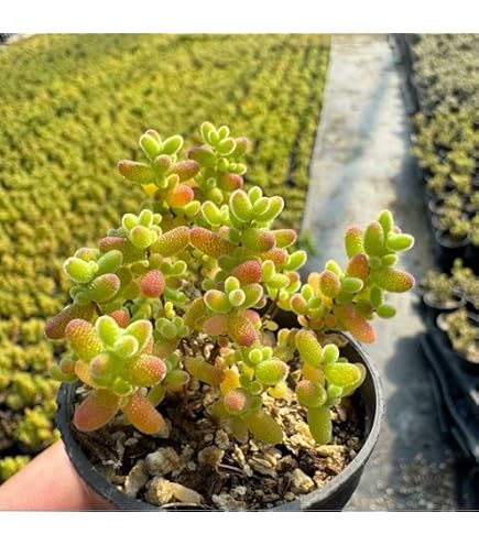 Amazon.co.jp: ドロサンテマム 蜜柑 蜜橘 根っこあり抜き苗 まん丸 5cm