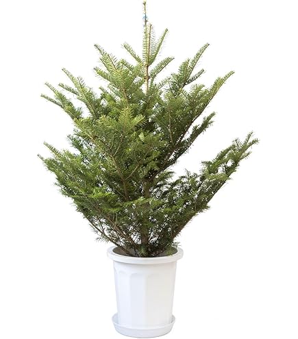 Amazon.co.jp: もみの木 モミノキ 本物のモミの木 鉢植え 樹高1.2m前後