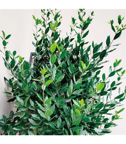 Amazon.co.jp: [World Fantasy Garden] 苗木 ハーブ 月桂樹 ローリエ 1