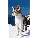 猫 iPhone8,7,6 Plus 壁紙(1242×2208) Katzen des Suedens 2023: Kalender 2023 猫 iPhone8,7,6 Plus 壁紙(1242×2208) Katzen des Suedens 2023: Kalender 2023