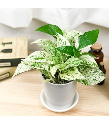 Amazon.co.jp: （観葉植物）ポトス 品種おまかせ 吊り鉢タイプ 5号