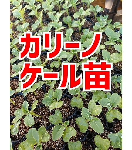 Amazon.co.jp: キャロライナリーパー苗 3本 栽培期間中農薬不使用