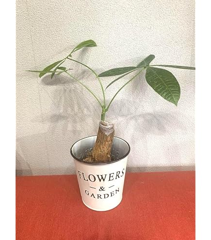 Amazon｜アカヤシオツツジ大株現管理70791｜観葉植物 オンライン通販