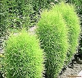 種子Burningbushエバーグリーン（ホウキギスコパリアchildsii）観葉植物