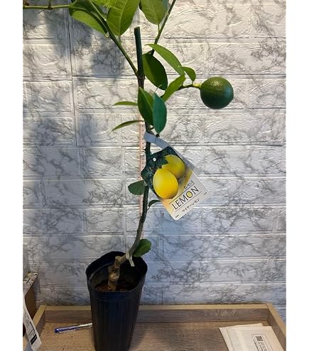 Amazon.co.jp: 花ひろばオンライン レモンの木 【マイヤーレモン】 2