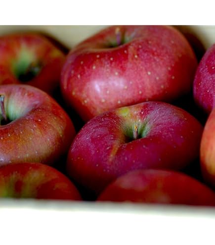 Amazon.co.jp: アルプス乙女 姫りんご 家庭用 約5kg 75-200玉 長野県産