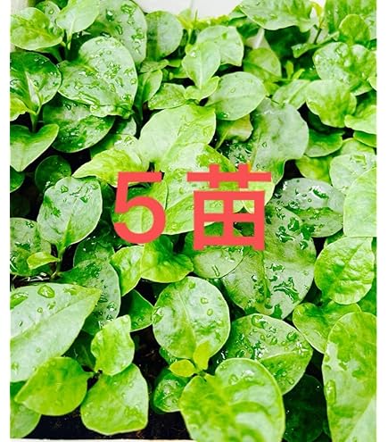 Amazon.co.jp: ミネラル豊富！おかわかめ苗□アガツカヅラ□オカワカメ