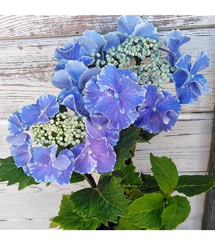 Amazon.co.jp: アジサイ 紫陽花 大株 8号鉢大株苗 : DIY・工具・ガーデン