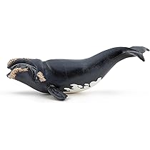 クジラ 71j0s40aHBL._AC_UL210_SR210,