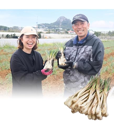Amazon.co.jp: 島らっきょう 3キロ 伊江島産 沖縄県 : 食品・飲料・お酒
