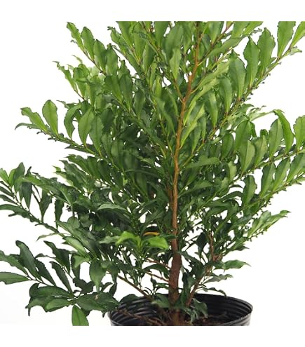 Amazon.co.jp: 榊大苗 サカキ苗 本榊 さかき植木1本 : DIY・工具・ガーデン