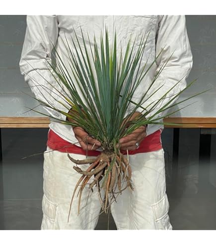 Amazon｜幹立 ロストラータ ユッカ 7号 観葉植物｜観葉植物