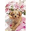 犬 Iphone 640 960 壁紙 ふわふわポメラニアン その他 スマホ用画像 犬 Iphone 640 960 壁紙 ふわふわポメラニアン その他 スマホ用画像
