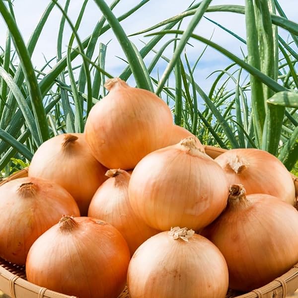 Amazon.co.jp: カツラギ農園 淡路島産 玉ねぎ5kg 【L～Mサイズ