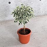 Amazon Co Jp 観葉植物 ねじりベンジャミン ベンジャミナ キューブ陶器鉢 受皿付 バークチップ キングハロー ホーム キッチン