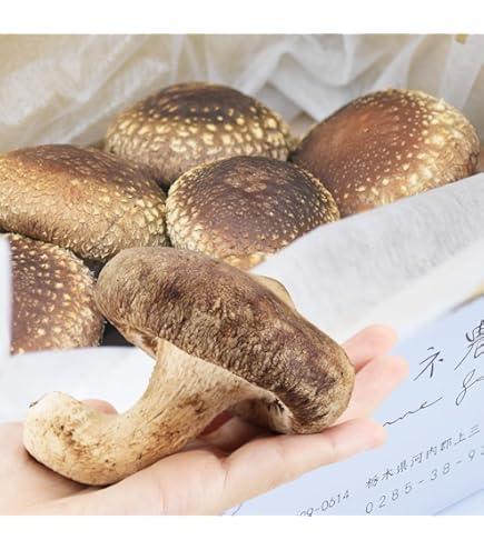 Amazon.co.jp: 原木しいたけの素 菌興115号400駒 【冬・春発生