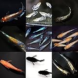 メダカ【超高級ミックスメダカ 稚魚】レッドクリフ エメキン ラメ王 サファイア 王華 など3品種以上入り (稚魚20匹)