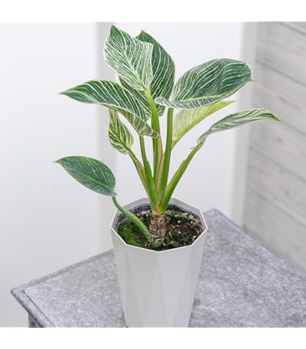 Amazon｜フィロデンドロン バーキン 6号 受け皿付 【観葉植物 本物