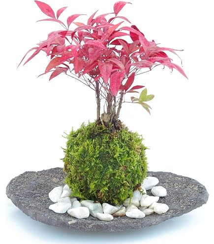 Amazon｜ドロソフィルム ルシタニクム 7.5cmスリット植え 2株｜観葉