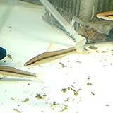 Amazon 淡水魚 モツゴ 3 7ｃｍ 1匹 生体 川村淡水魚販売 観賞魚 水中生物 通販