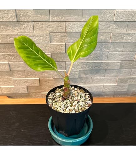 Amazon｜観葉植物 フィカス アルテシマ苗 斑入り 4｜観葉植物
