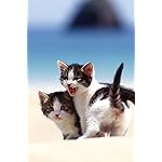 猫 iPhone(640×960)壁紙 2024 こねこカレンダー 猫 iPhone(640×960)壁紙 2024 こねこカレンダー