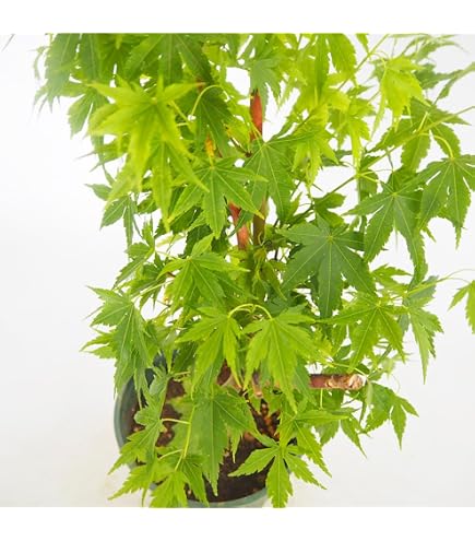 Amazon.co.jp: 山採り天然 アオダモ 斑紋5本株立ち 52 : DIY・工具