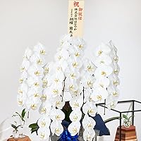 Amazon Co Jp 売れ筋ランキング 胡蝶蘭 の中で最も人気のある商品です