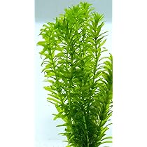 【専用ページ】天然アナカリス、1000本 Amazon.co.jp: [水草] 国産 アナカリス30本 国産 無農薬