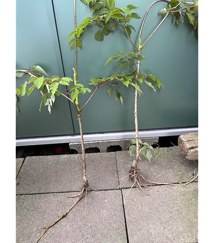 Amazon | とげなしタラの木(タラの芽)苗木 | 果物