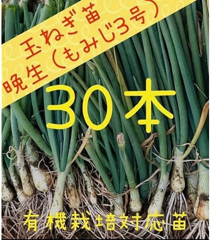 Amazon.co.jp: 淡路島産玉ねぎの苗 レクスター 100本以上 : DIY・工具