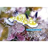 かわいいウミウシ