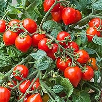 Amazon.co.jp: ミニトマト苗 