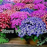Flower seeds chrysanthemum seeds four seasons plant seeds - 30 pcs seeds