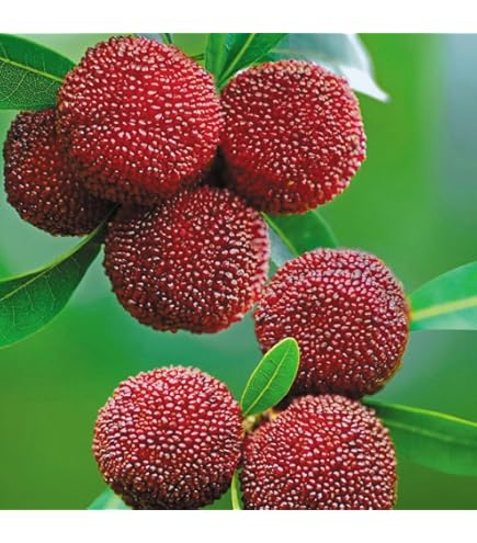 となりの樹やまもも FLOWER MOUNTAIN YAMANO3 - TROPICAL FLOWER - – TENG STORE OSAKA