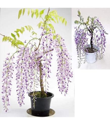 Amazon.co.jp: 苗：一才藤(大)* ふじ フジ : DIY・工具・ガーデン