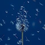 たましいの居場所 / 通常盤