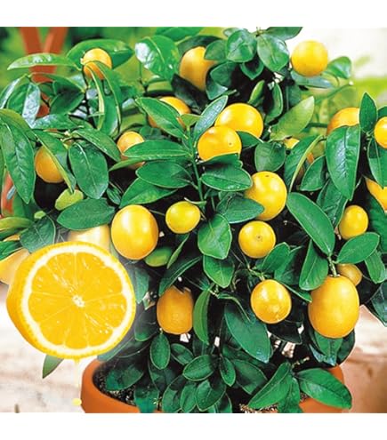 レモン大苗木 柑橘類 レモン(檸檬)の地中ポット苗 - 果樹苗・大苗・苗木販売の隅田