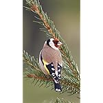 鳥 iPhone SE/8/7/6s(750×1334)壁紙 Heimische Voegel 2022: Kalender 鳥 iPhone SE/8/7/6s(750×1334)壁紙 Heimische Voegel 2022: Kalender