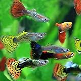 Amazon 熱帯魚 モザイクグッピー 外国産 約3cm 3ペア 生体 生体 熱帯魚 シュリンプ 水草等 観賞魚 水中生物 通販