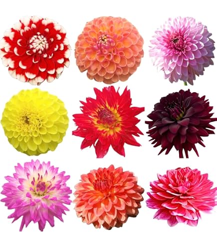 Amazon.co.jp: カフェオレディナープレート ダリア球根、植物、根、花