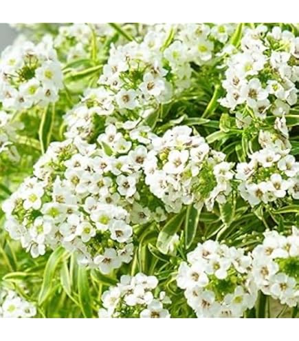 Amazon | PW スーパーアリッサム フロスティナイト 花苗 10.5cm